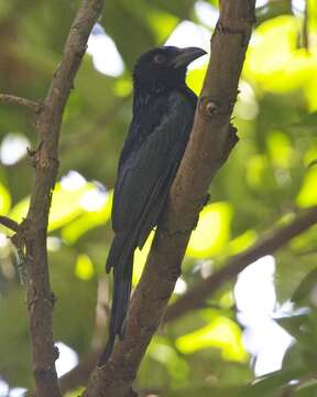 Image of Spangled Drongo