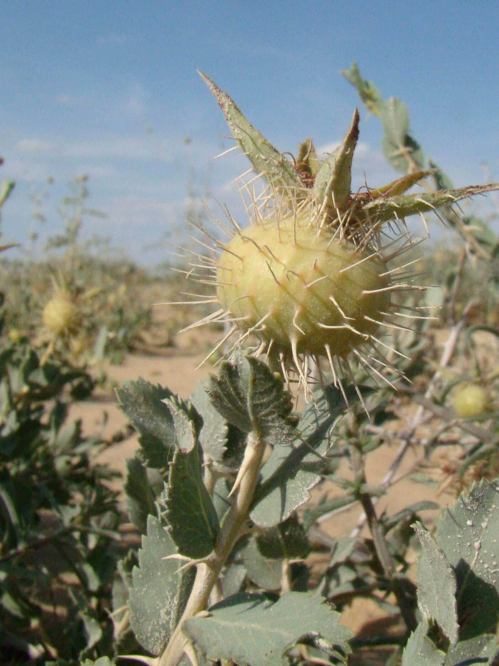 Image of Rosa persica Michx. ex J. F. Gmel.