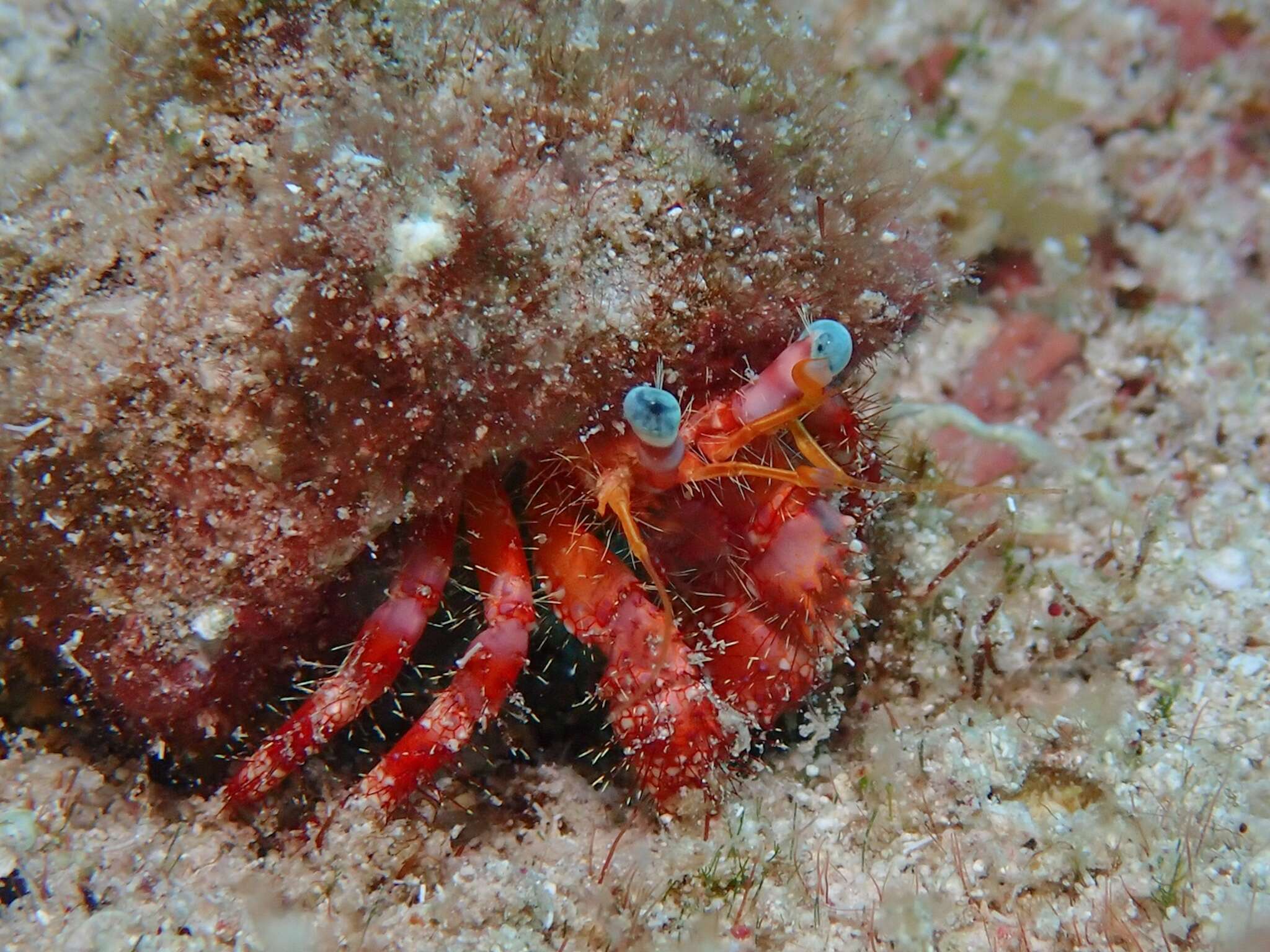 Image of stareye hermit crab