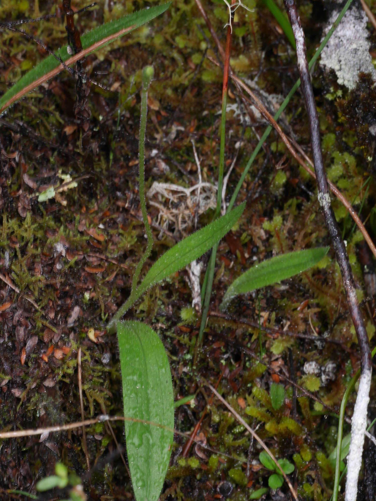 Sivun Aporostylis bifolia (Hook. fil.) Rupp & Hatch kuva