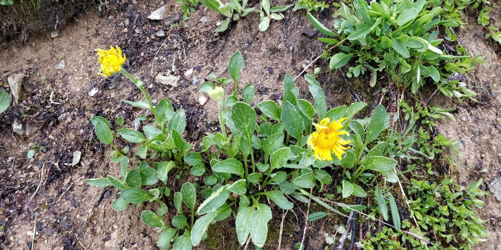 Image of Doronicum clusii (All.) Tausch