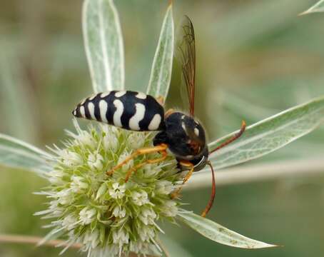 Image of Stizus bipunctatus (F. Smith 1856)