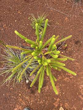 Image of Rule araucaria