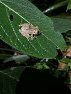 Image of Pristimantis labiosus (Lynch, Ruiz-Carranza & Ardila-Robayo 1994)