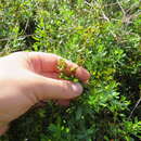 صورة Hypericum dolabriforme Vent.