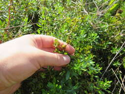 Image of straggling St. Johnswort