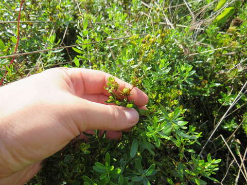 صورة Hypericum dolabriforme Vent.