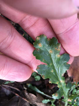 Image of Puccinia lagenophorae Cooke 1884