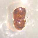 Image of Brown twig beetle