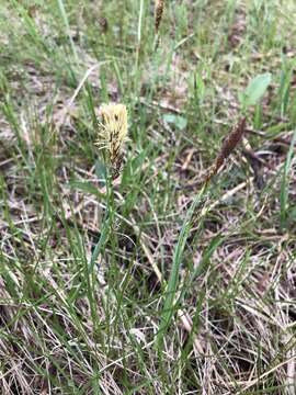 Image of Mead's Sedge