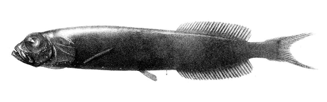 Image of Xenodermichthys