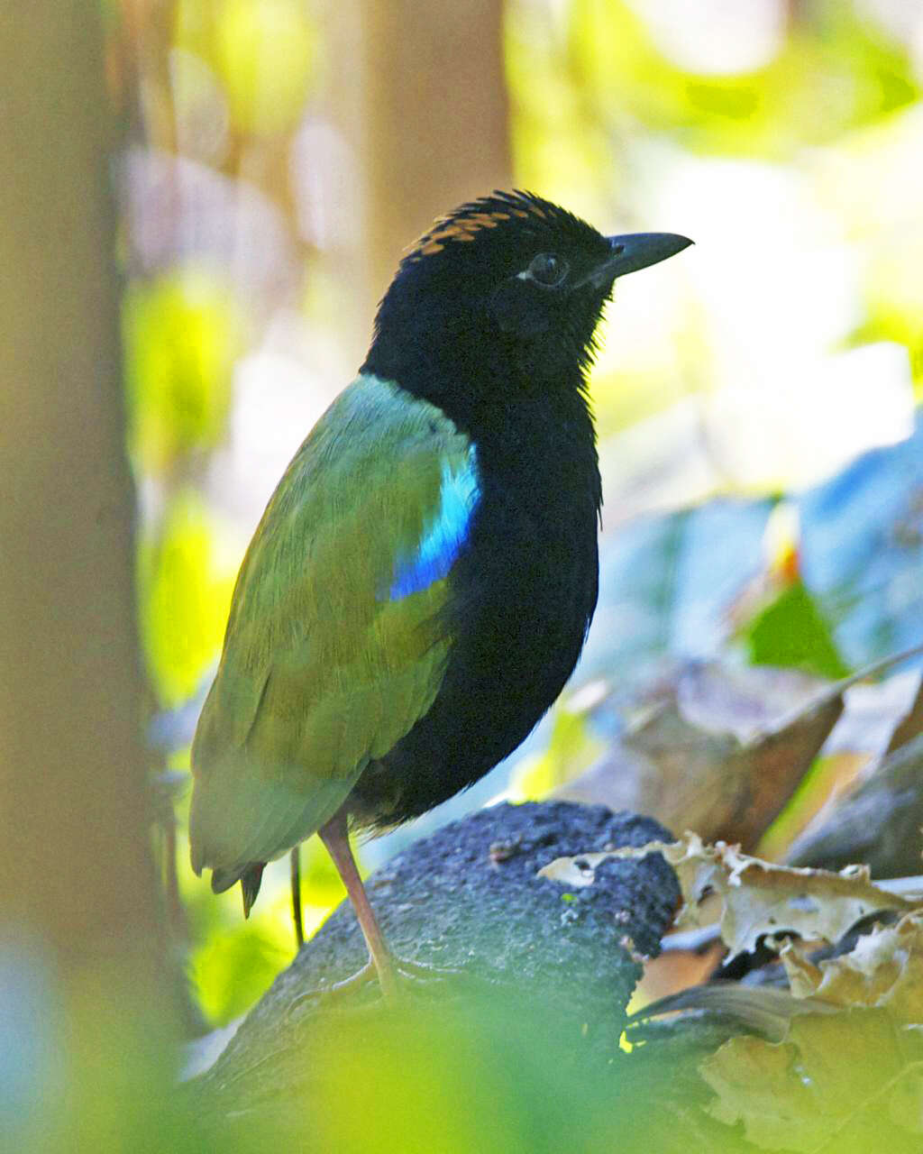 Image of Rainbow Pitta