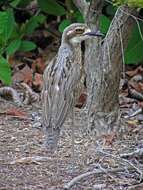 Image of Bush Stone-curlew