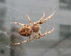 Image of Gray Cross Spider