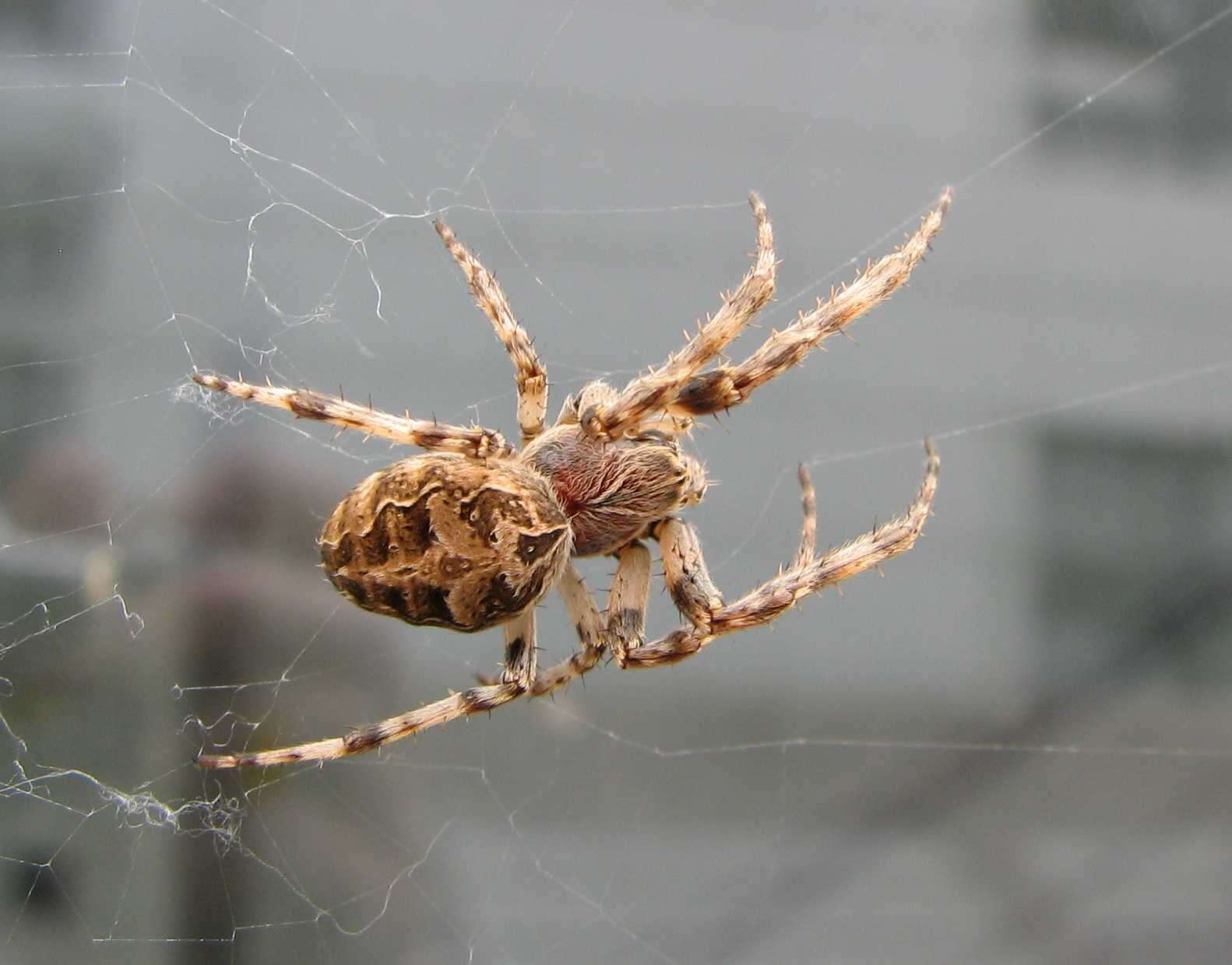 Image of Gray Cross Spider