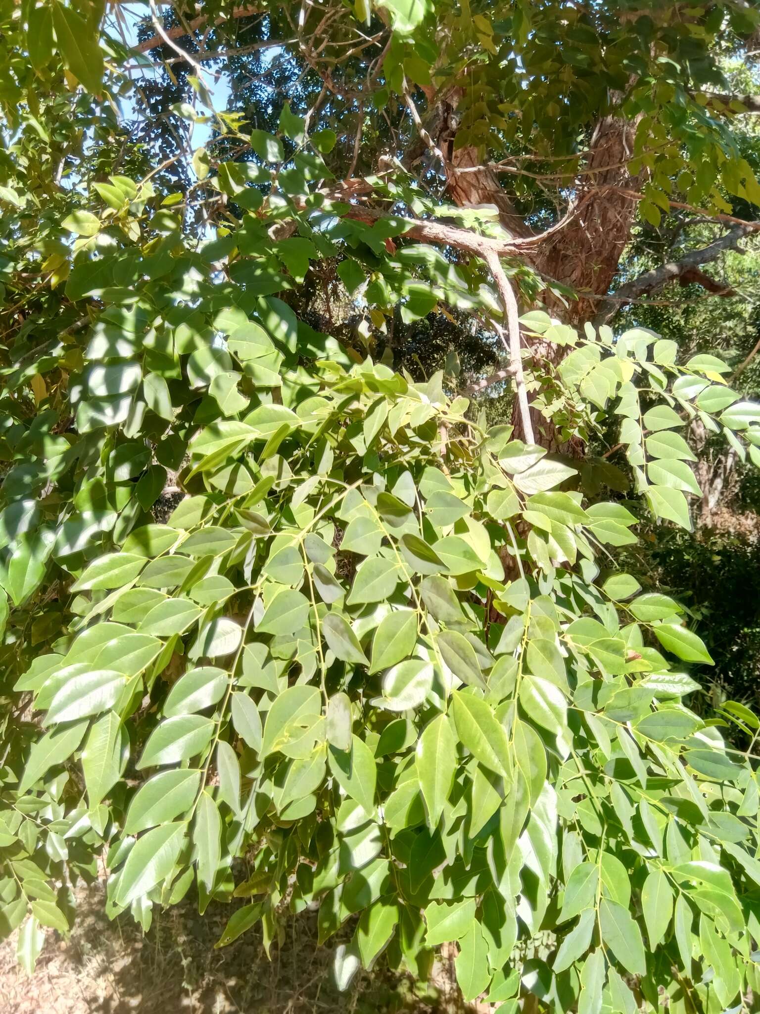 Image of Erythrophleum couminga Baill.