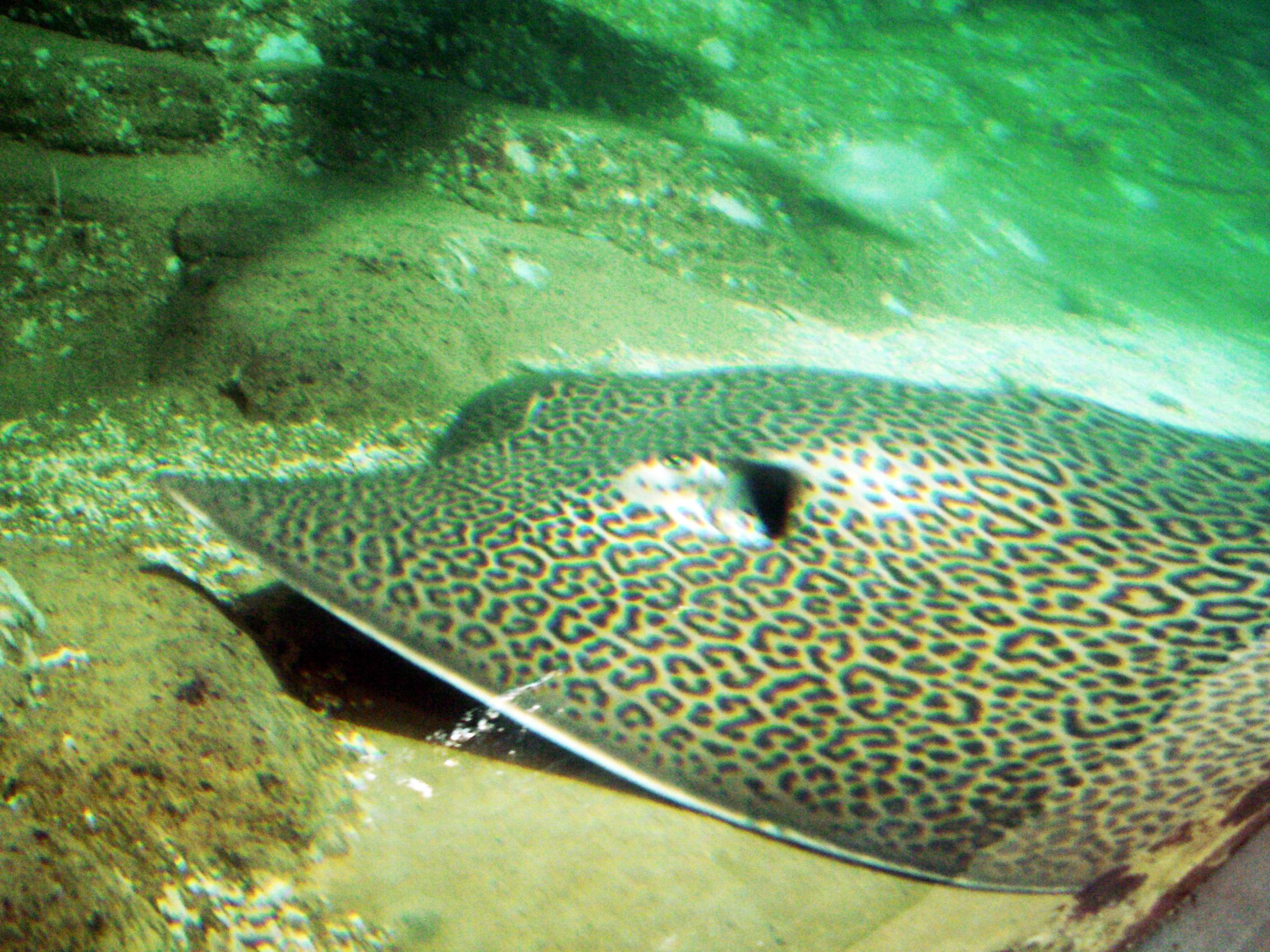 Image of Leopard Whipray