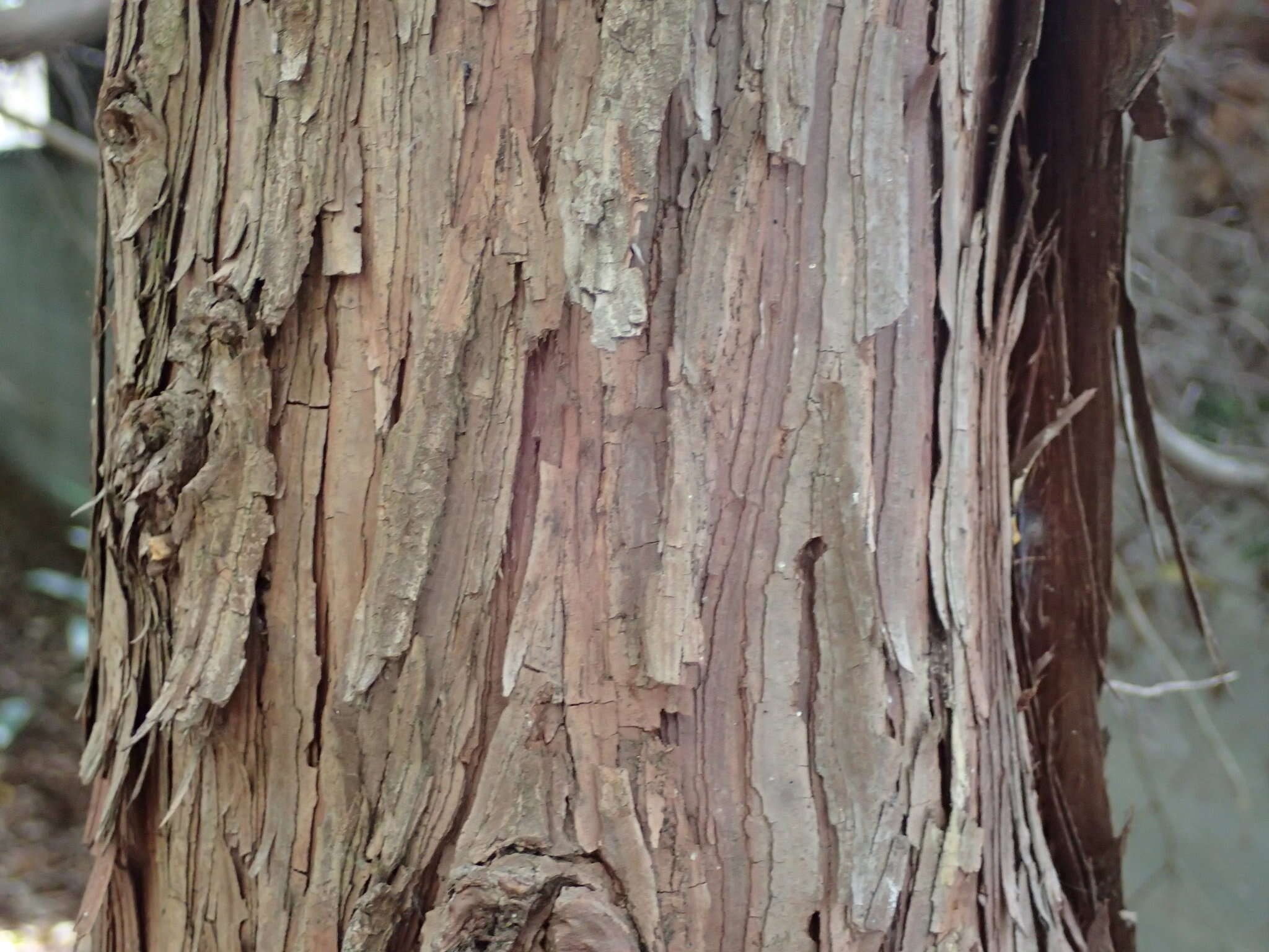 Image of Hinoki Cypress