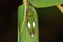 Image of Acrogonia virescens (Metcalf 1949)