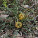 Image of Banksia arctotidis (R. Br.) A. R. Mast & K. R. Thiele