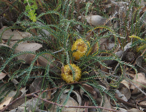Image of Banksia arctotidis (R. Br.) A. R. Mast & K. R. Thiele