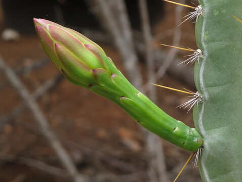 Image of Cereus jamacaru subsp. jamacaru