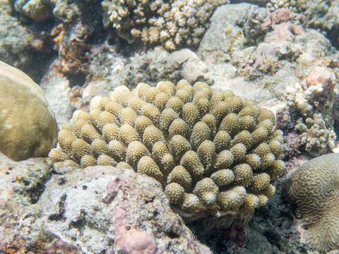 Image of Staghorn coral