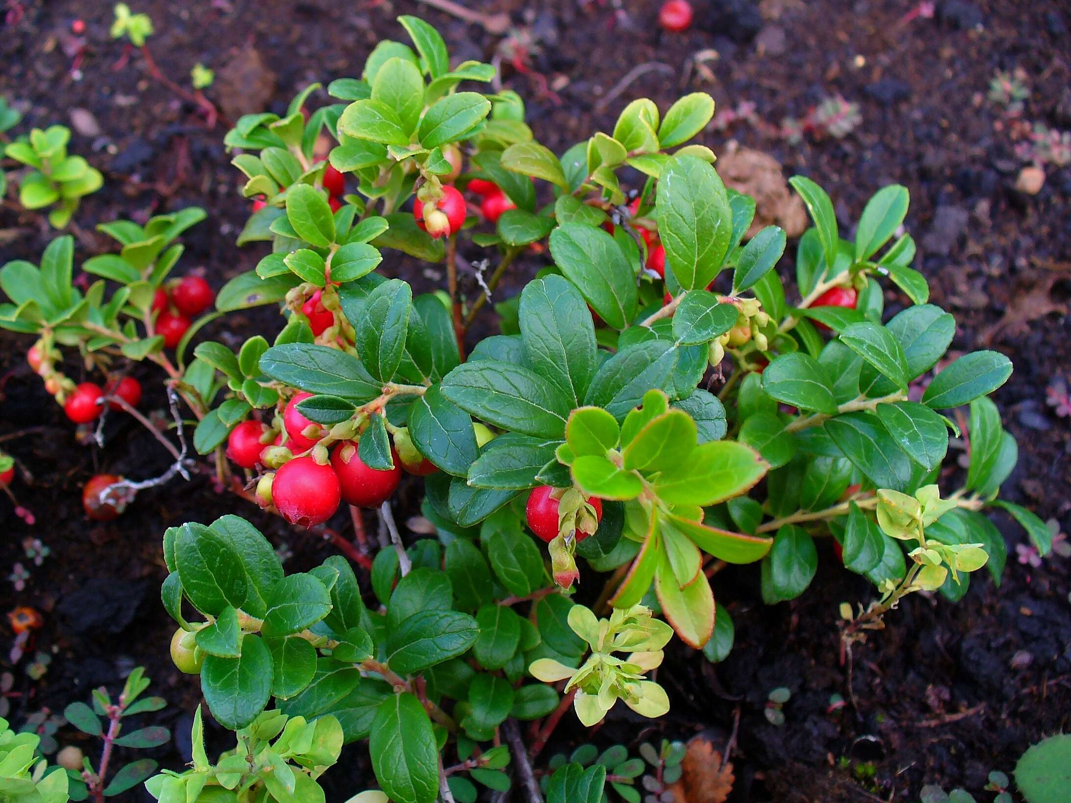 Image of lingonberry