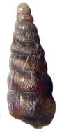 Image of Balea perversa (Linnaeus 1758)