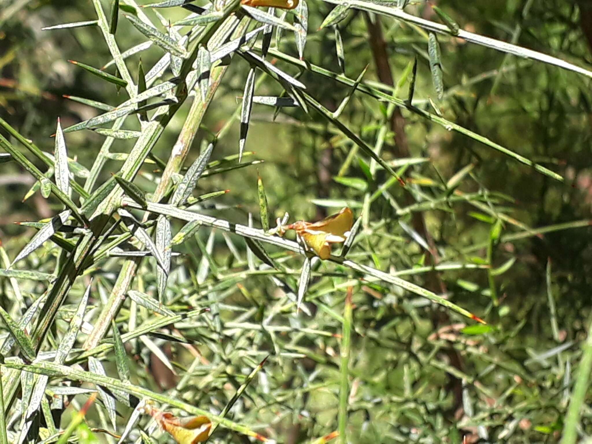 Image of Gorse bitter pea