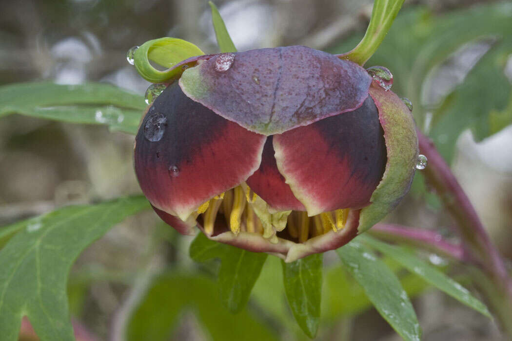 Image of California peony