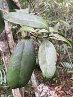 صورة Ardisia obovata Ham.