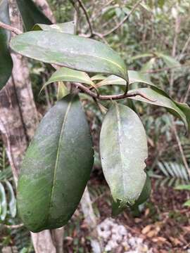 Image of Guadeloupe marlberry
