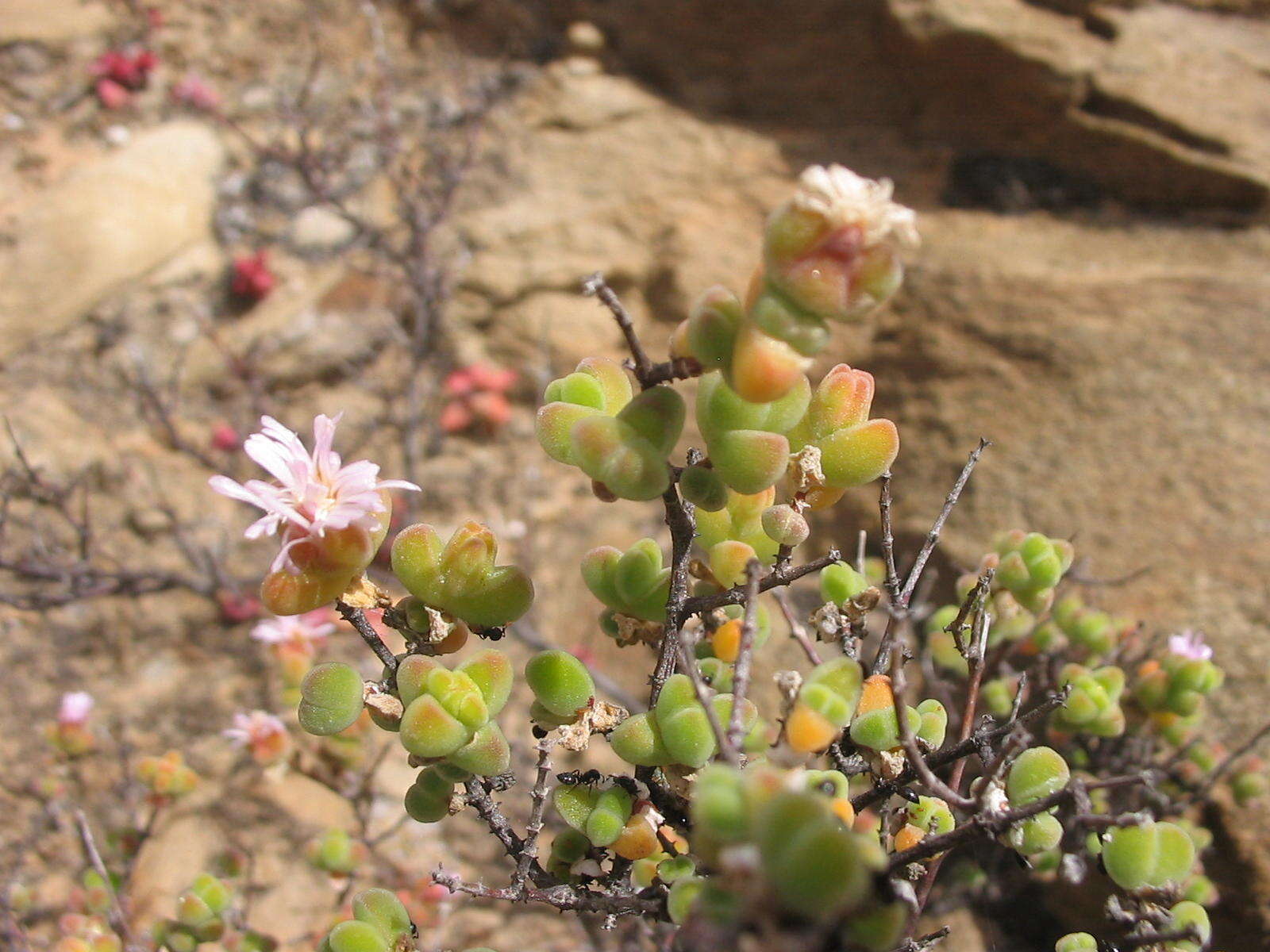 Imagem de Drosanthemum curtophyllum L. Bol.