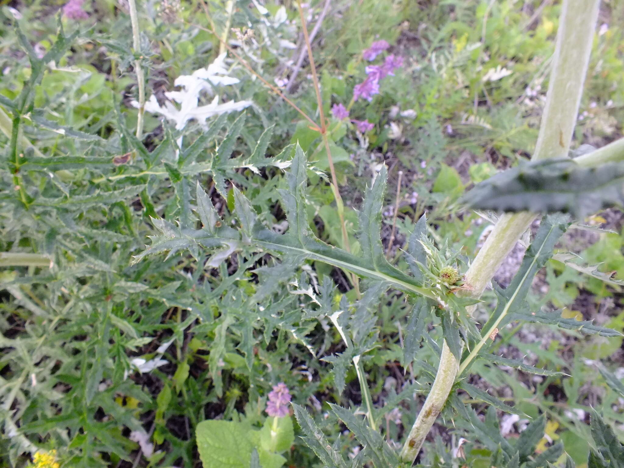 Echinops tataricus的圖片