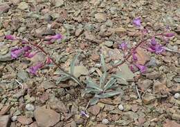 Image of Lone Pine beardtongue