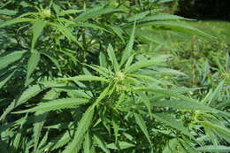 Image of marijuana