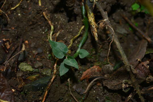 صورة Cheirostylis clibborndyeri S. Y. Hu & Barretto