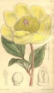 Image of Paeonia mlokosewitschii Lomak.