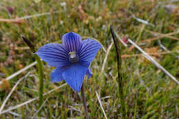 Image of Veined sun orchid