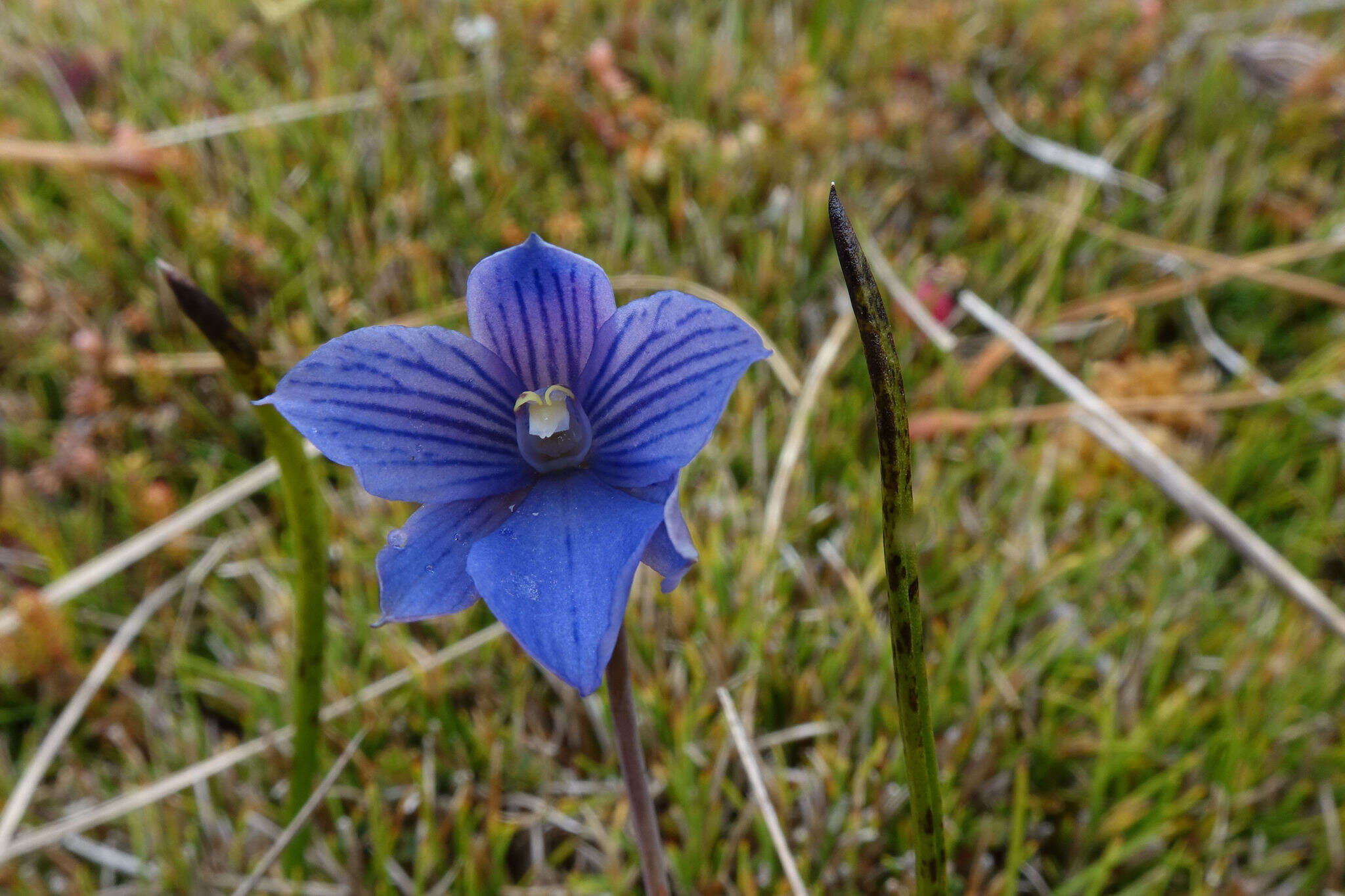 Image of Veined sun orchid