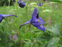 Image of Delphinium flexuosum M. Bieb.