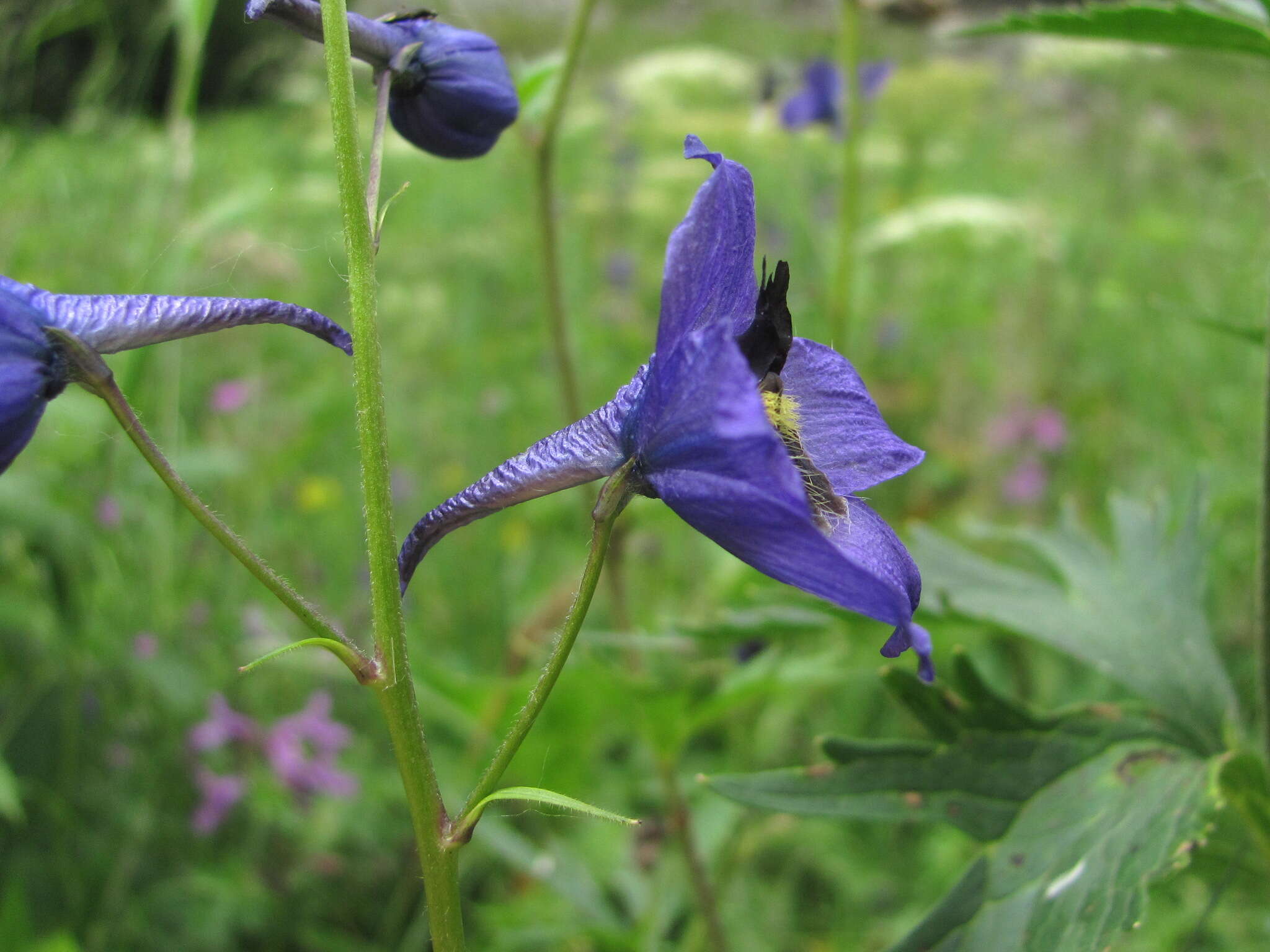 Image of Delphinium flexuosum M. Bieb.