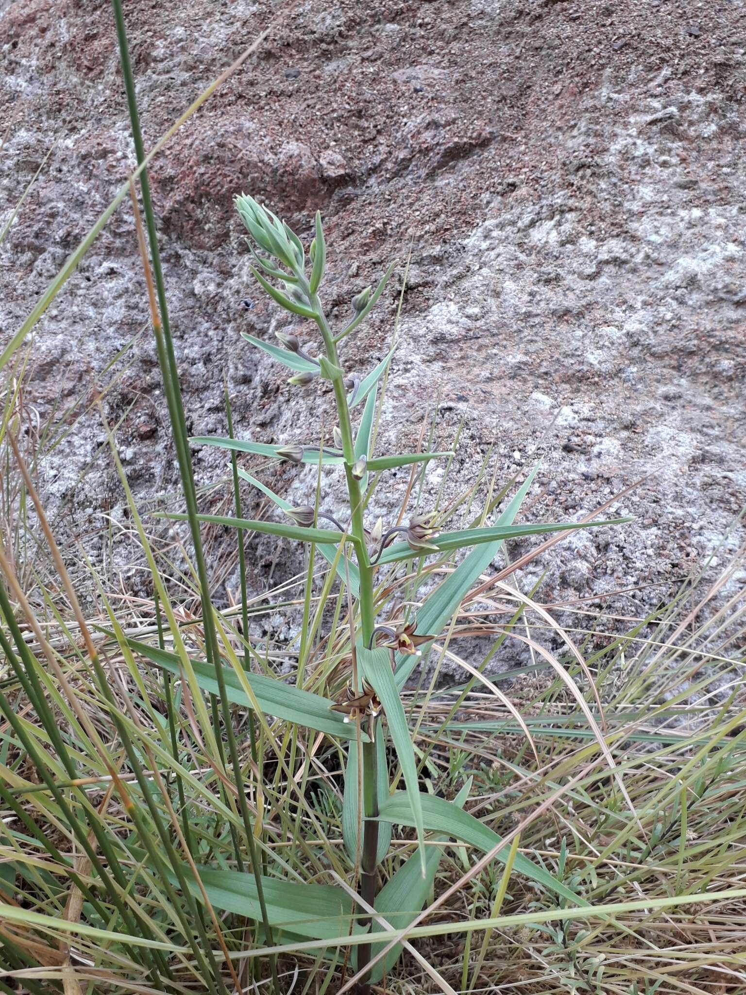 Imagem de Epipactis veratrifolia Boiss. & Hohen.