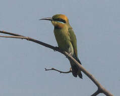 Image of Rainbow Bee-eater