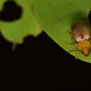 Image of <i>Monolepta shirozui</i>