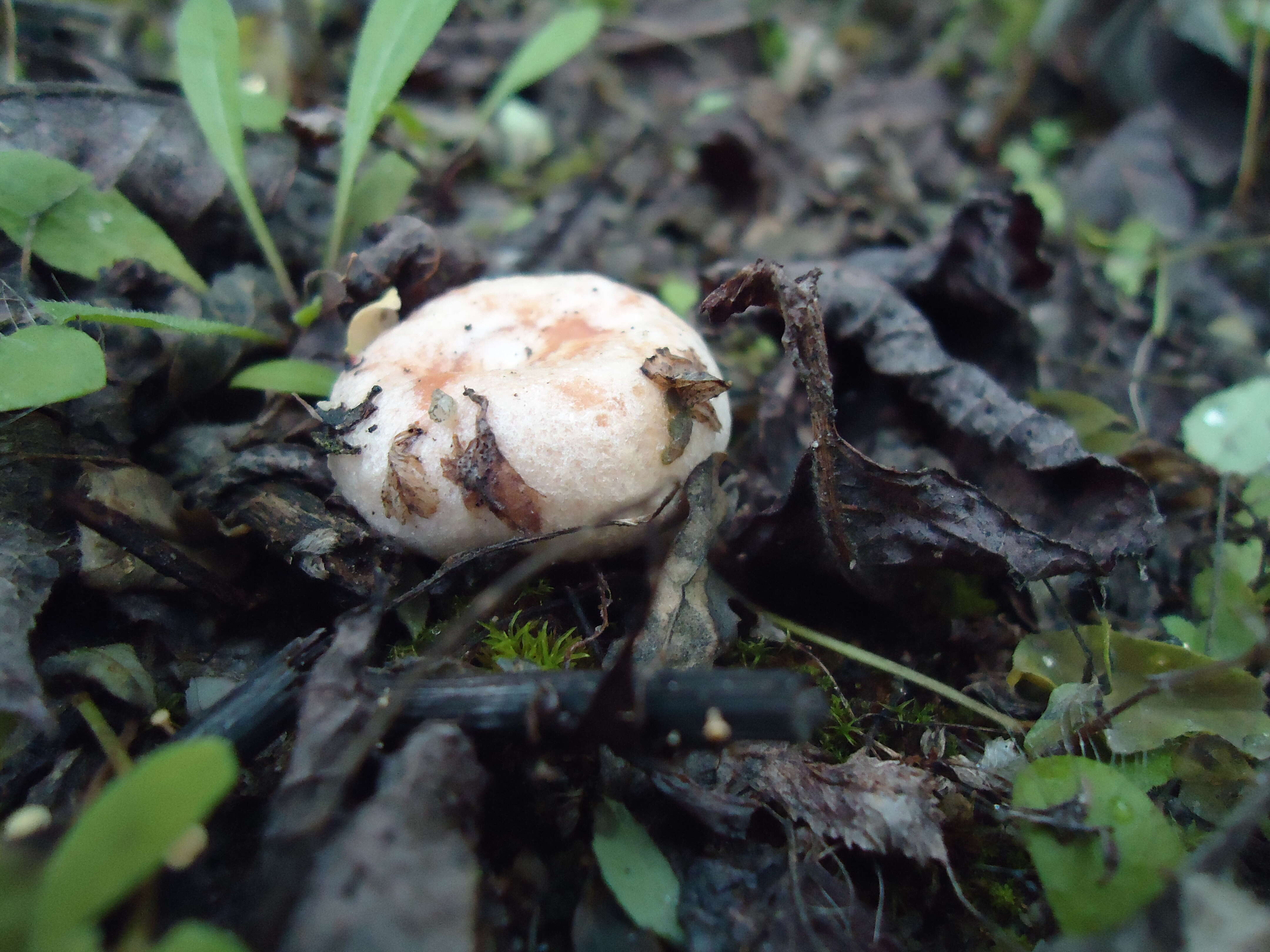 صورة Lactarius pubescens Fr. 1838