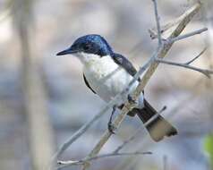 Image of Restless Flycatcher