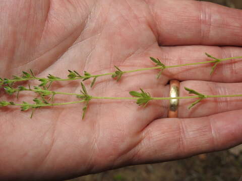 Image of Dillenius' speedwell