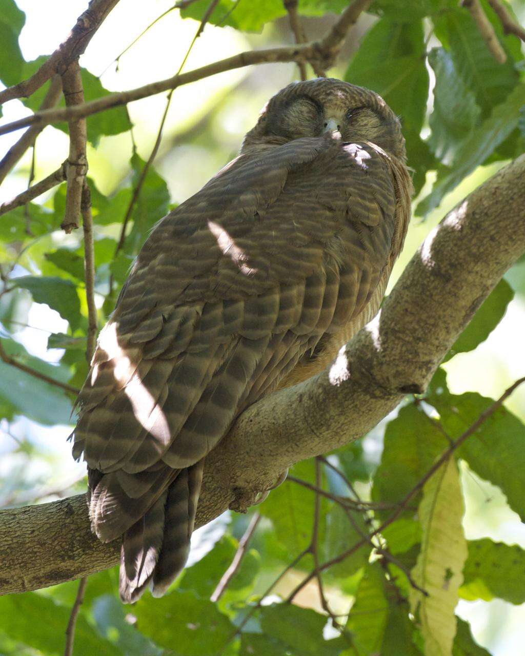 Image of Rufous Boobook